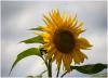Sommer 2014