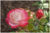 Rosentraum