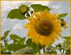 Sommer 2009