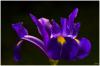 Night Flower