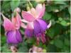 Blume im Kurpark