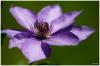 Clematis