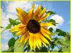 Sonnenblume
