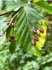 Das Blatt