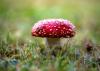 Pilz