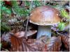 Steinpilz
