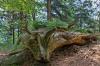 Skulptur im Wald