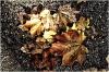 Herbstspiel