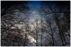 Farbenspiel im Winterwald