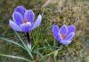 Krokusse