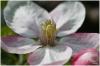 Apfelblüte im Detail betrachtet