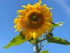 Diesen Sommer