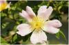 Hunds-Rose