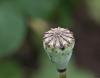 Klatschmohn Impressionen 2