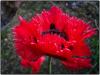Türkischer Mohn