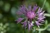 Flockenblume im Wald