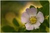 Wilde Rosenblüte