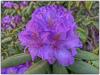 Alpenrose