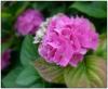 Pinke Schönheit
