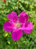 Wildrose