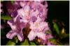 Rhododendron in der Abendsonne