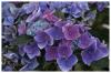 Blaue Hortensien