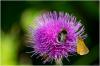 Tierchen auf der Distel 1
