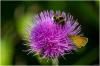 Tierchen auf der Distel 2