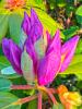 Pontischer Rhododendron