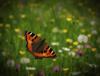 KI Schmetterling