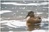 Kleine Ente im See