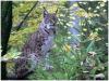Luchs