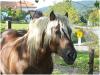 Maxi