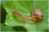 Schnecke